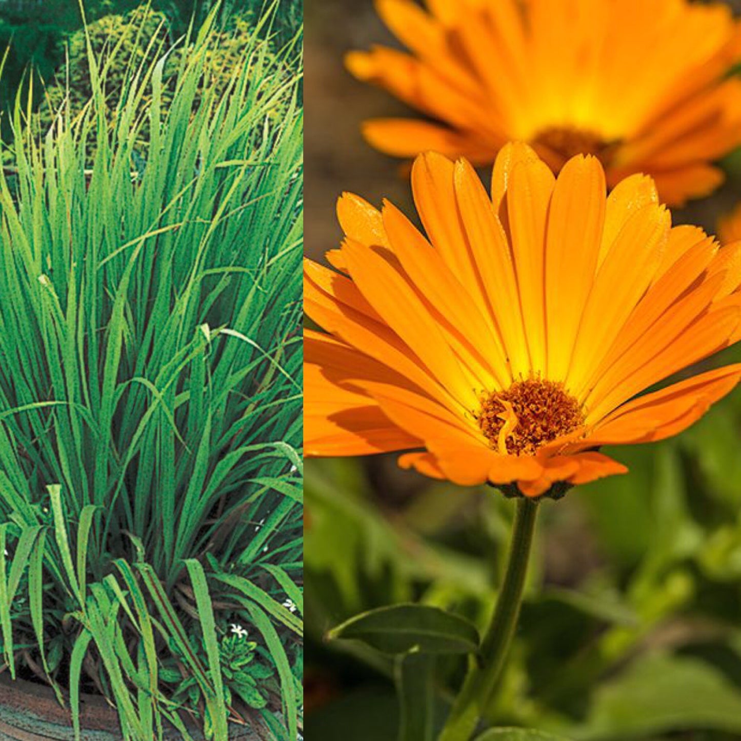 Calendula/Lemongrass